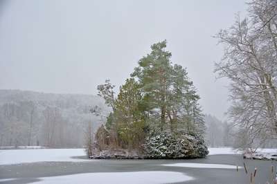 岛 冰冻的湖水 冬天 多雾路段 树木 公园 雪 薄雾 寒冷的
