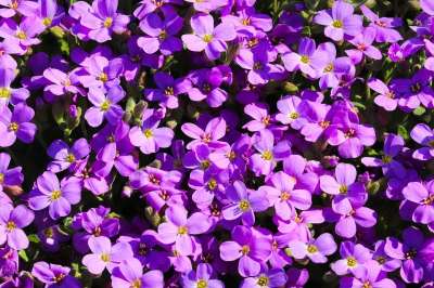 蓝色枕头 园林植物 紫色的 粉色的 交叉鲜花 花园 观赏植物 花海