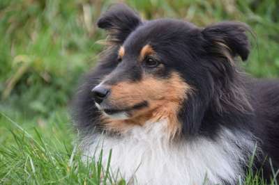 狗 设得兰群岛牧羊犬我的爱 纯种狗 颜色的三色 犬类 狗肖像