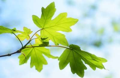 树叶 枝杈 春天 叶子 枝条 新绿叶 树 植物 自然 特写