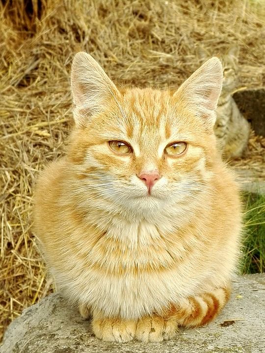 猫 室友 动物 家猫 家畜 猫脸