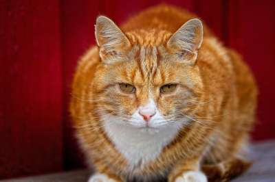 猫 宠物 猫科动物 动物 国内动物 国内的猫 户外
