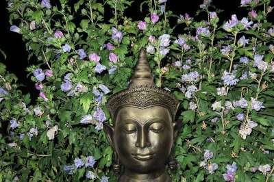 鲜花 美容 佛 信念 景点 崇拜 祷告 神 宗教 旅行 雕像