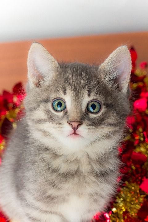 小猫 猫 小的 圣诞节装饰