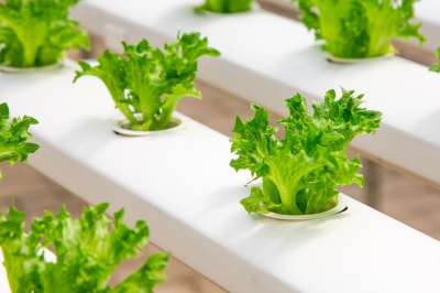 温室 有机的 农业 水培 黄瓜 绿色 苗 食物 栽培 蔬菜