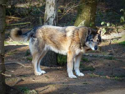 狼 野生动物 捕食者 食肉动物 濒危 森林居民 Hundeartig