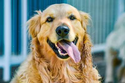 Goldenretriever 狗 金的 动物 种族 宠物
