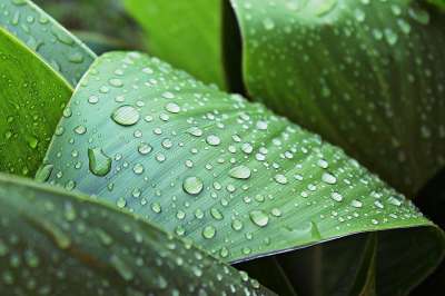 树叶 湿的 雨 滴 绿色 自然 Canies 花 绿色的雨
