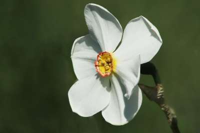 水仙花 复活节钟声 花瓣 白色的 春天 开花 春天的预兆 花园