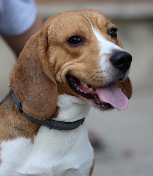 小猎犬 狗 开朗 俏皮 棕色的 动画 玩