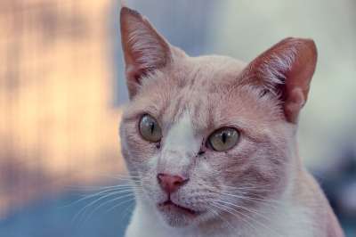 猫 动物 哺乳动物 毛皮 荒野 胡须 小猫 虎斑猫 猫科动物