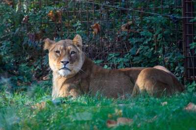 狮子 母狮 野生动物 非洲 捕食者 大猫 荒野 狮子女性 野猫