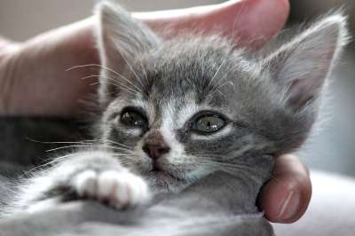 迦太基 杂交种 猫 猫宝宝 家畜 小猫 动物 哺乳动物 幼兽