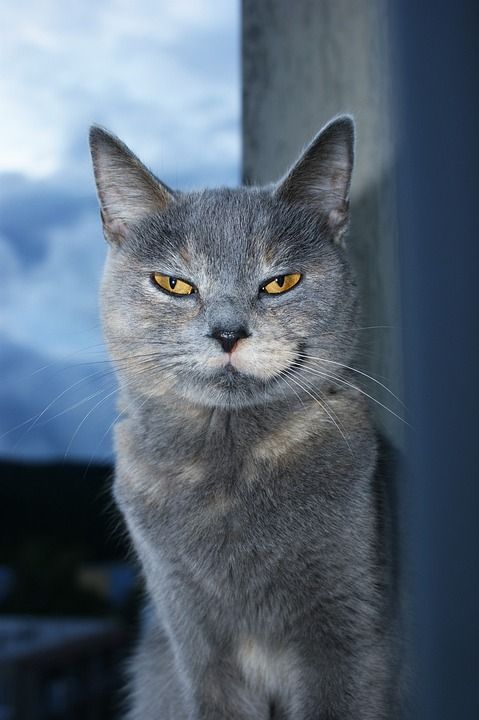 猫 猫脸 动物 宠物 脸 猫科动物 国内的 小猫 毛皮