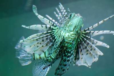 斑鳍狮子鱼 鱼 动物 火鱼 狮子 鳍 海洋生命 自然 游泳