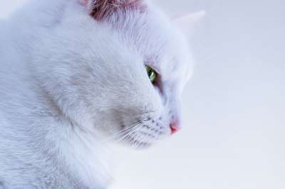 猫划伤 猫 宠物 漂亮 动物的动物 背景 白色的 可爱的