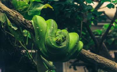 Python 线 爬虫 美丽 绿色 玻璃容器 动物
