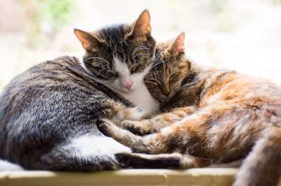 猫 宠物 睡着了 睡眠 一起 休息 感情 可爱的 睡觉 肖像