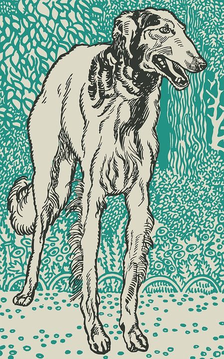 灵缇犬 狗 宠物 动物 哺乳动物 朋友 犬类 品种 纯种 谱系