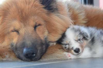 动物 小狗 Eurasier 增加 犬类 宠物 哺乳动物 睡眠