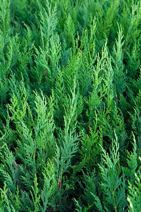 雪松 绿色 针叶 树木 植物 雪松木 树叶 茎 分行 植物群
