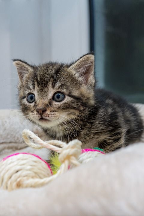 猫 小猫 宠物 猫科动物 动物 毛皮 基蒂 国内的 国内的猫