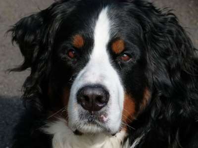 狗 伯尔尼 山 犬类 动物 宠物 谱系 小狗 国内的 坐着