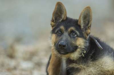 狗 德国牧羊犬 宠物 动物 品种 犬类 哺乳动物 毛皮
