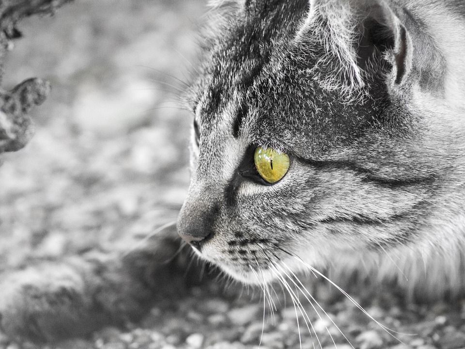 猫, 眼睛, 晶须, 家猫, 猫科动物, 吉祥物, 动物, 看, 猫的样子