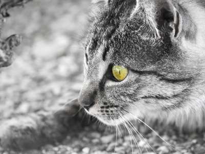 猫 眼睛 晶须 家猫 猫科动物 吉祥物 动物 看 猫的样子