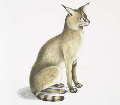 Felis Chaus Affinis 喜马拉雅丛林猫 猫坐着 画画