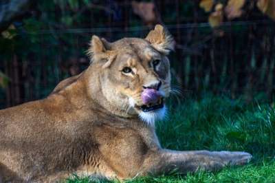 狮子 母狮 野生动物 非洲 捕食者 大猫 荒野 狮子女性 野猫