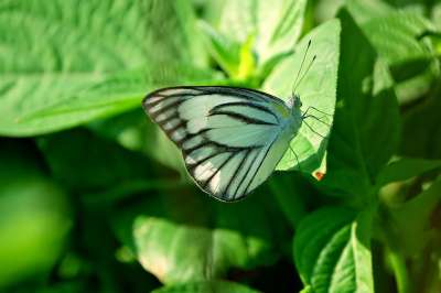 蝴蝶 昆虫 自然 树叶 昆虫学
