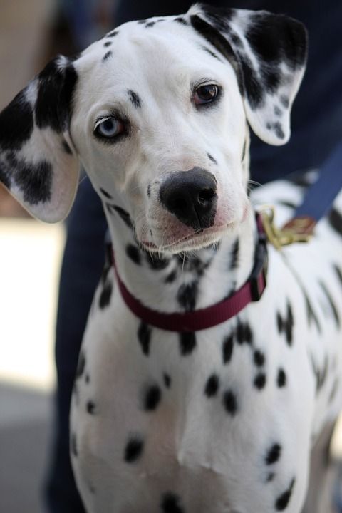 达尔马提亚 漂亮的眼睛 异色症 快乐的狗 可爱的 宠物 犬类 狗