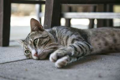 猫 小猫 基蒂 猫科动物 国内的 家 宠物 可爱的 动物 迷路