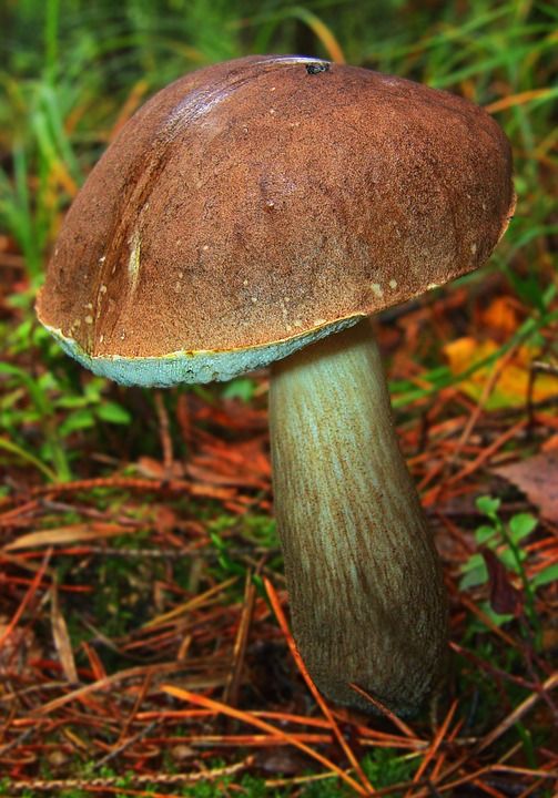 蘑菇 森林 苔藓 森林地面 秋天的太阳 关闭 落下 细节拍摄 宏