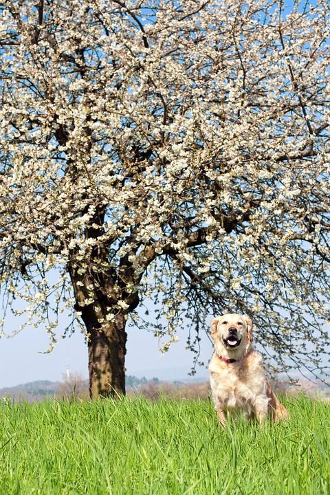 狗 金毛猎犬 自然 景观 纯种狗 草地 家畜 户外 春天