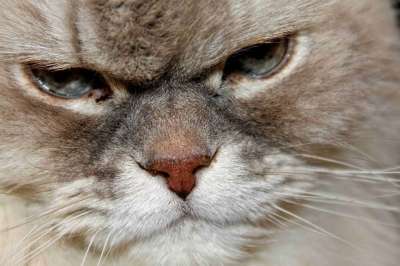 猫 猫脸 Katzenkopf 头 猫眼 动物 好奇的
