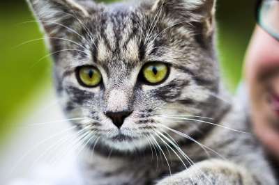 猫 家猫 小猫 猫的眼睛动物肖像 看法 家畜 动物