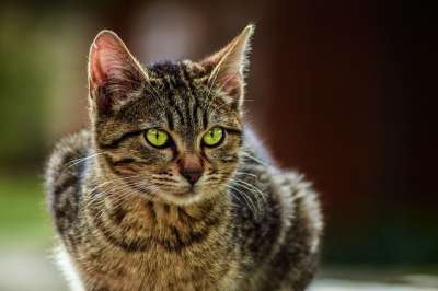 动物 可爱的 猫 宠物 肖像 看着 自然 坐 眼睛 棕色的眼睛