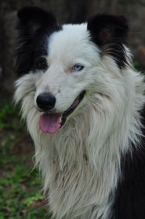 狗 动物 边境牧羊犬