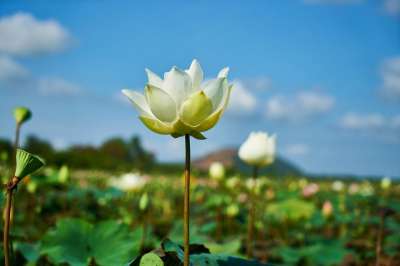 莲花 花 自然 美丽 树叶 春天的花朵 季节 花园 看法 美容