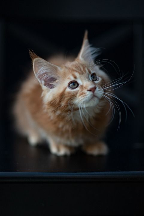 小猫 打哈欠 红缅因猫小猫 缅因库恩 可爱的 宠物 毛皮 小的