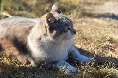 胡同猫 猫 外部 猫科动物 动物 家猫 家畜 猫云
