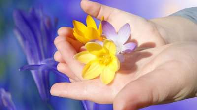 番红花 花 开花 盛开 手 迷人的 孩子的手 花瓣 春天的开始