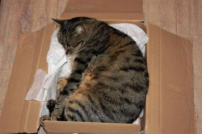猫 纸盒 家猫 盒子 放松