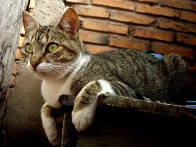 猫 猫科动物 砖 观测