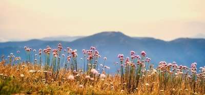 花朵 植物 山 景观 全景 自然 户外 国家 农村 草地