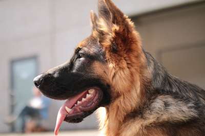 狗 德国牧羊犬 家畜 动物 警惕的 监护人 置信度 观察