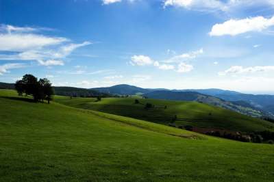 黑森林 森林 景观 德国 树木 草地 夏天 蓝天 自然 爬坡道